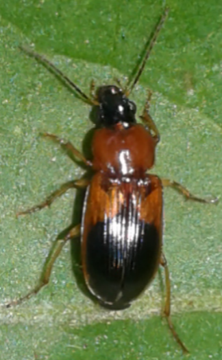 Carabidae : Stenolophus teutonus?  S